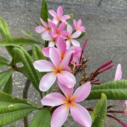 Plumeria 