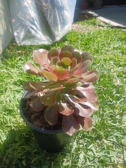 Succulent $5