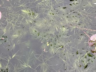 Guppy Grass and Hornwort aquarium or pond mix