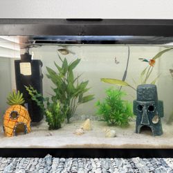 Fish Tank With EVERYTHING