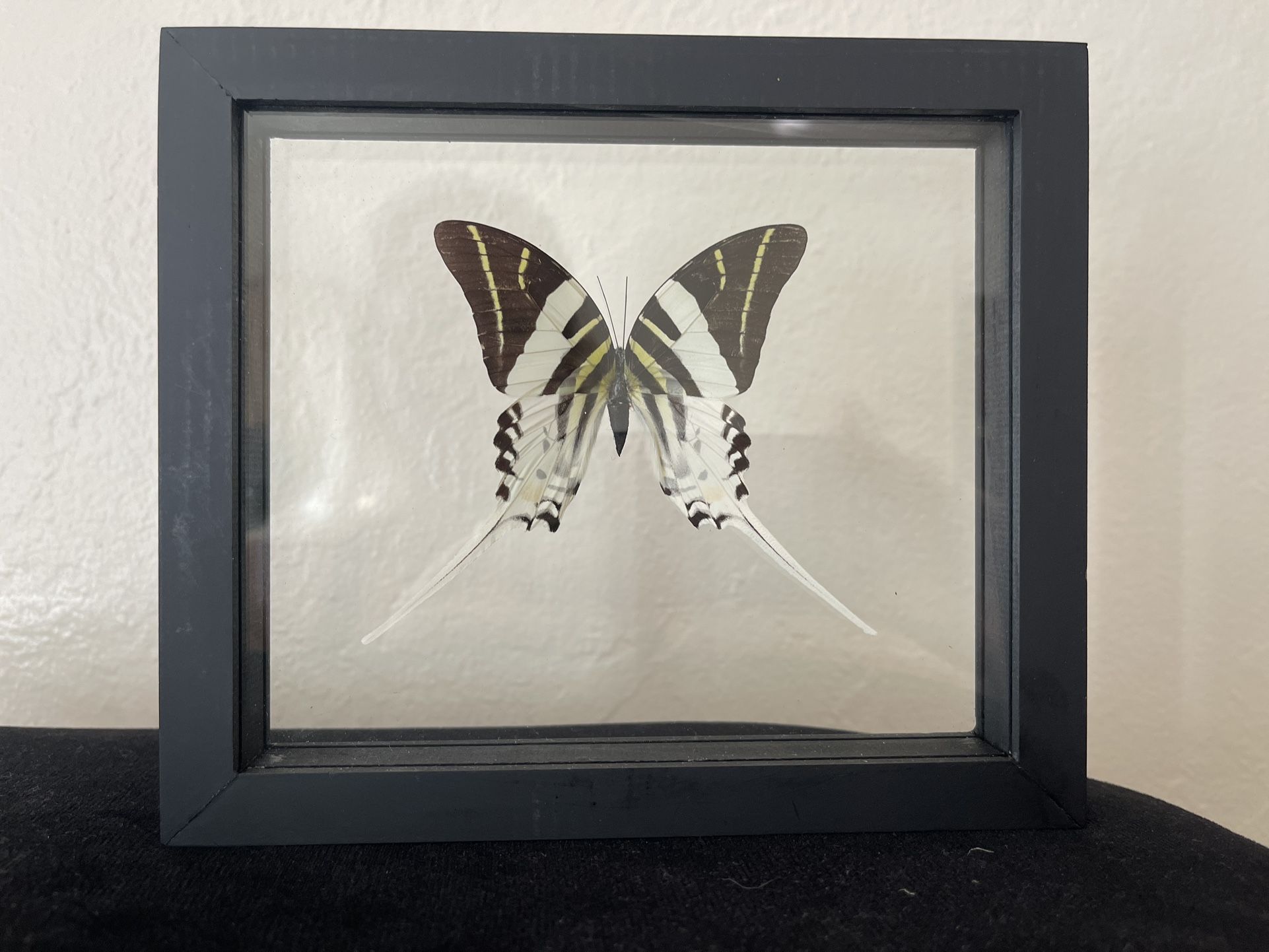 Real Amazon Jungle Butterfly Framed Double Sided Glass