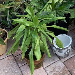 Plant in clay flower pot about two feet tall