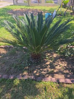 Sago palm tree
