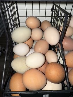 Farm Fresh Eggs