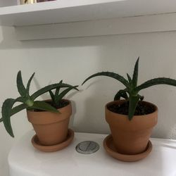 Set Of Cactus