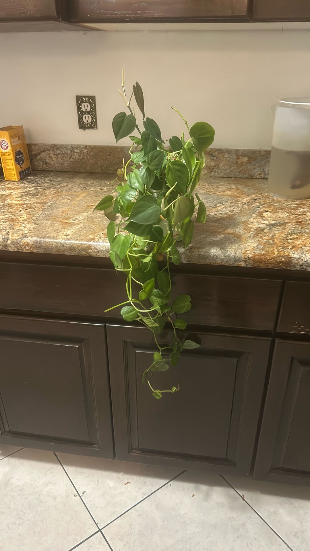 live plant in a ceramic pot 