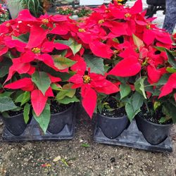 POINSETTIAS 