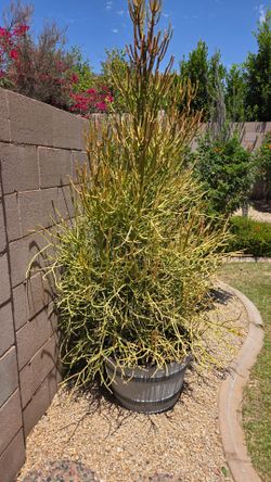 6' tall Firestick Pencil Cactus in pot