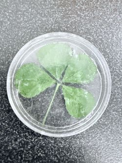 Real Four-Leaf Clover Lucky Charm – Genuine Preserved Clover Sealed in Epoxy Coin Capsule – Good Luck Gift