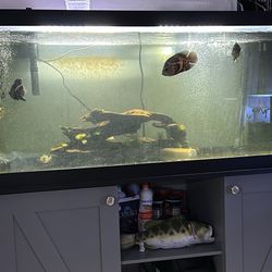 Fish Tank 