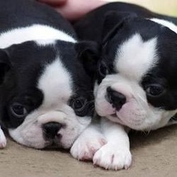 Boston Terrier Puppies  !Taking Offers!