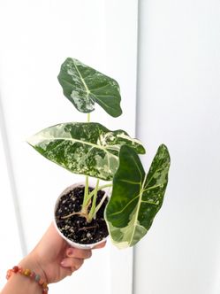 Alocasia Frydek Albo Variegated Plant 4" Pot - Indoor House Plants