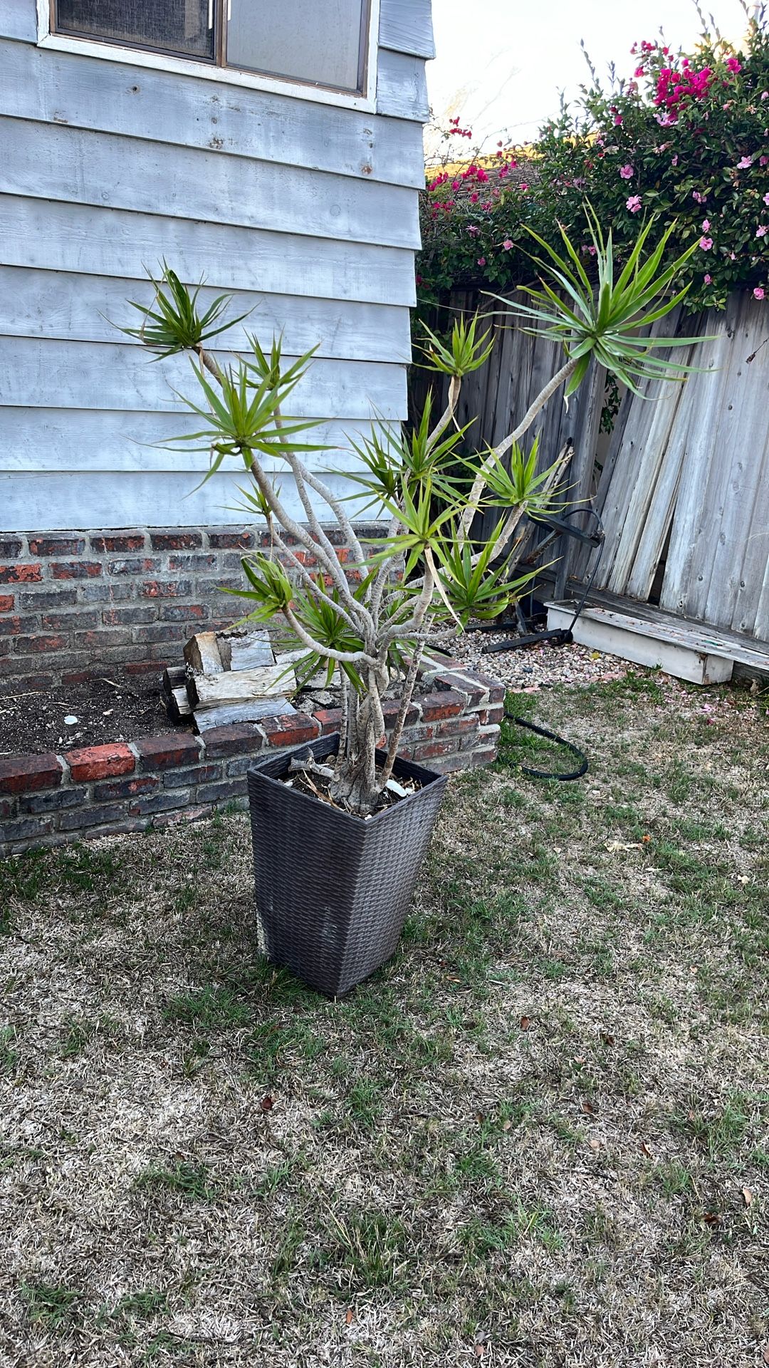 Free House Plant