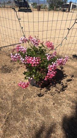 Ivy Geranium