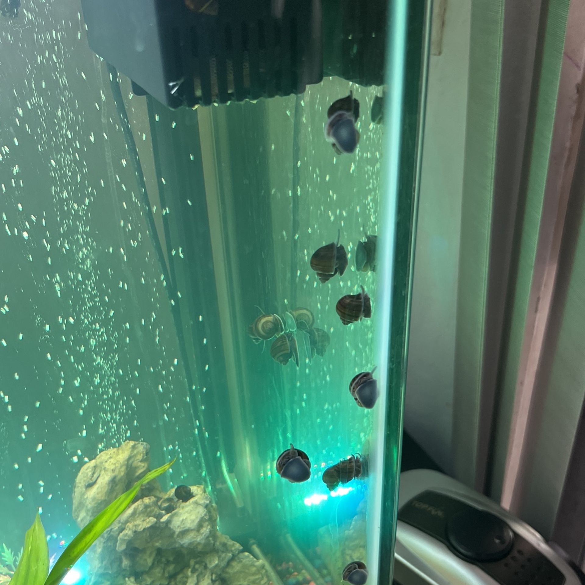 Snails For Sale