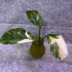 Rare Monstera Lechleriana Albo