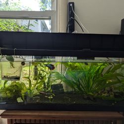 Aquarium 