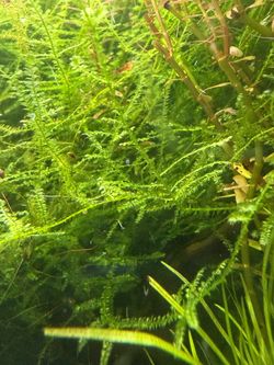 Live Aquarium Aquatic Plants Bundle