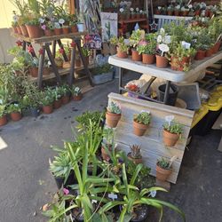 Colorful variety of succulents at lower than retail prices 
