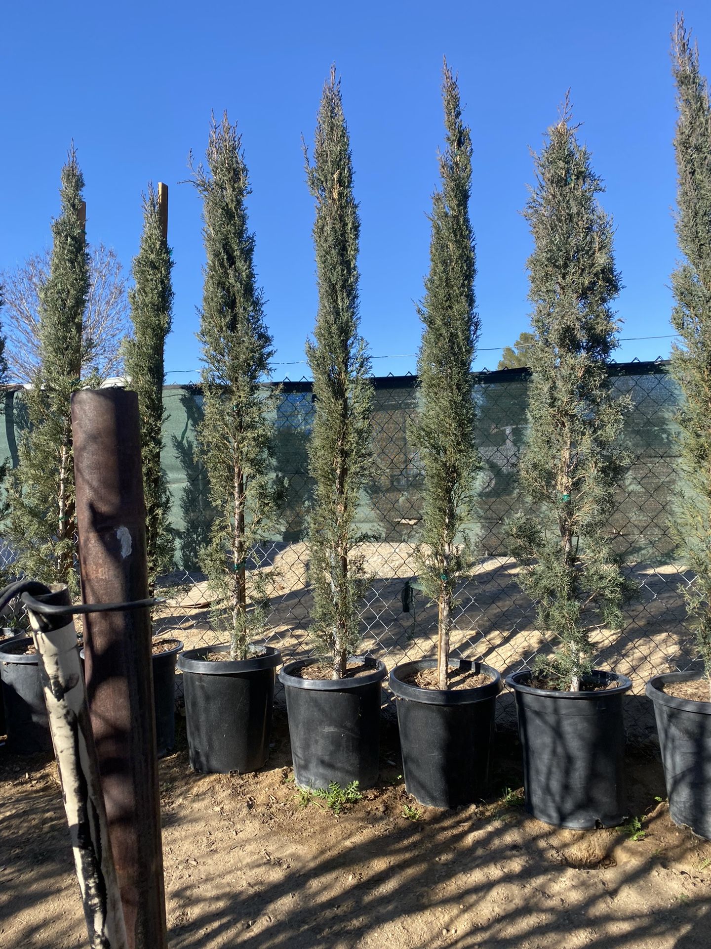 Italian Cypress 15 Gallon $45 Each