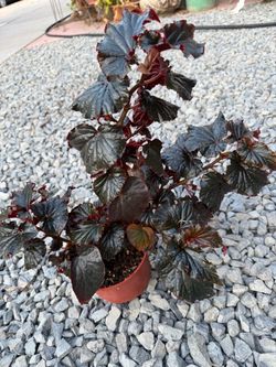 BEGONIA BLACK MAGIC