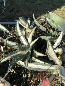 Agave ( ready to plant)
