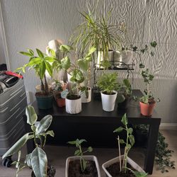 Plants $5-$10 Each