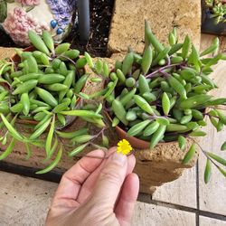 Ruby necklace Succulent, Othonna Capensis, 4" Pot