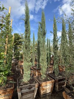 Italian Cypress 