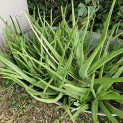 Aloe Veras