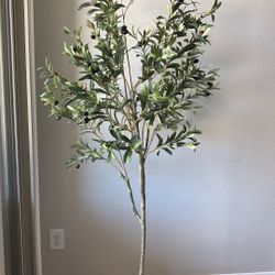 Olive Tree 