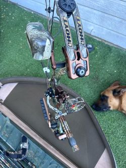 Hoyt compound bow