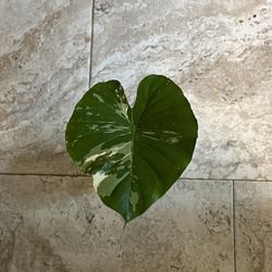 Variegated Alocasia 