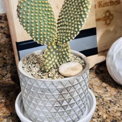 Light Grey Ceramic Pot Of Bunny Cactus