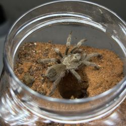 Tarántula enclosure  