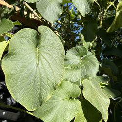 Hoja Santa