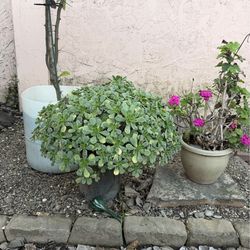 Succulent Plants