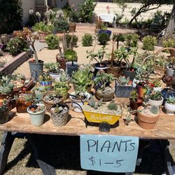 Plants For Sale 