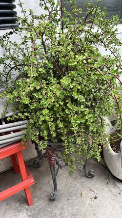 Plant