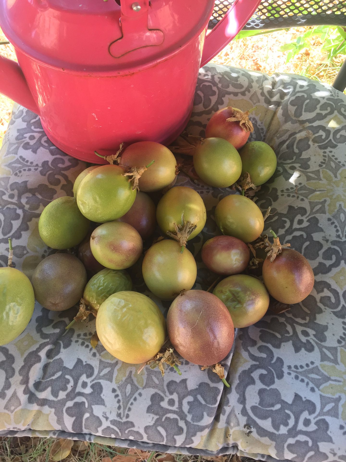 Passion fruit ( Granadillas,