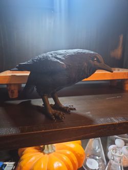 Halloween bird
