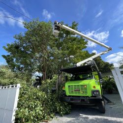 Palm and tree trimming 