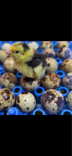 QUAIL eggs