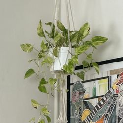 Beautiful Pathos Plant (hanger Not Included)