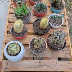 Cactus galore $8 Each