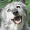 Wolf Gang (Wolfgang)