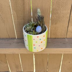 Easter Succulents 🎁 Only$25 Jackson Ridge Ave 