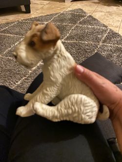 Jack Russell terrier Dog