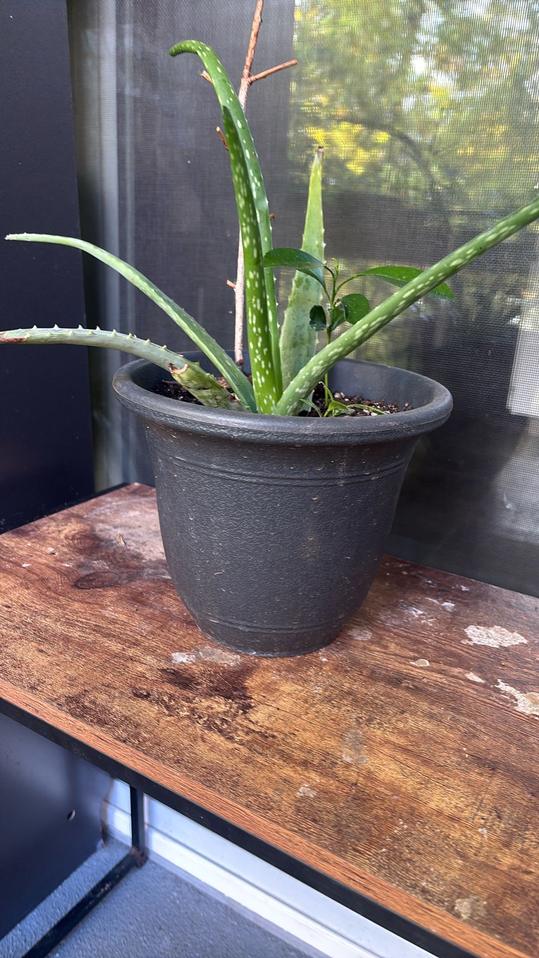 Aloe Vera