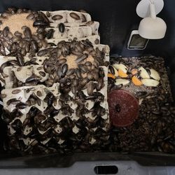 Dubia Roaches - All Sizes